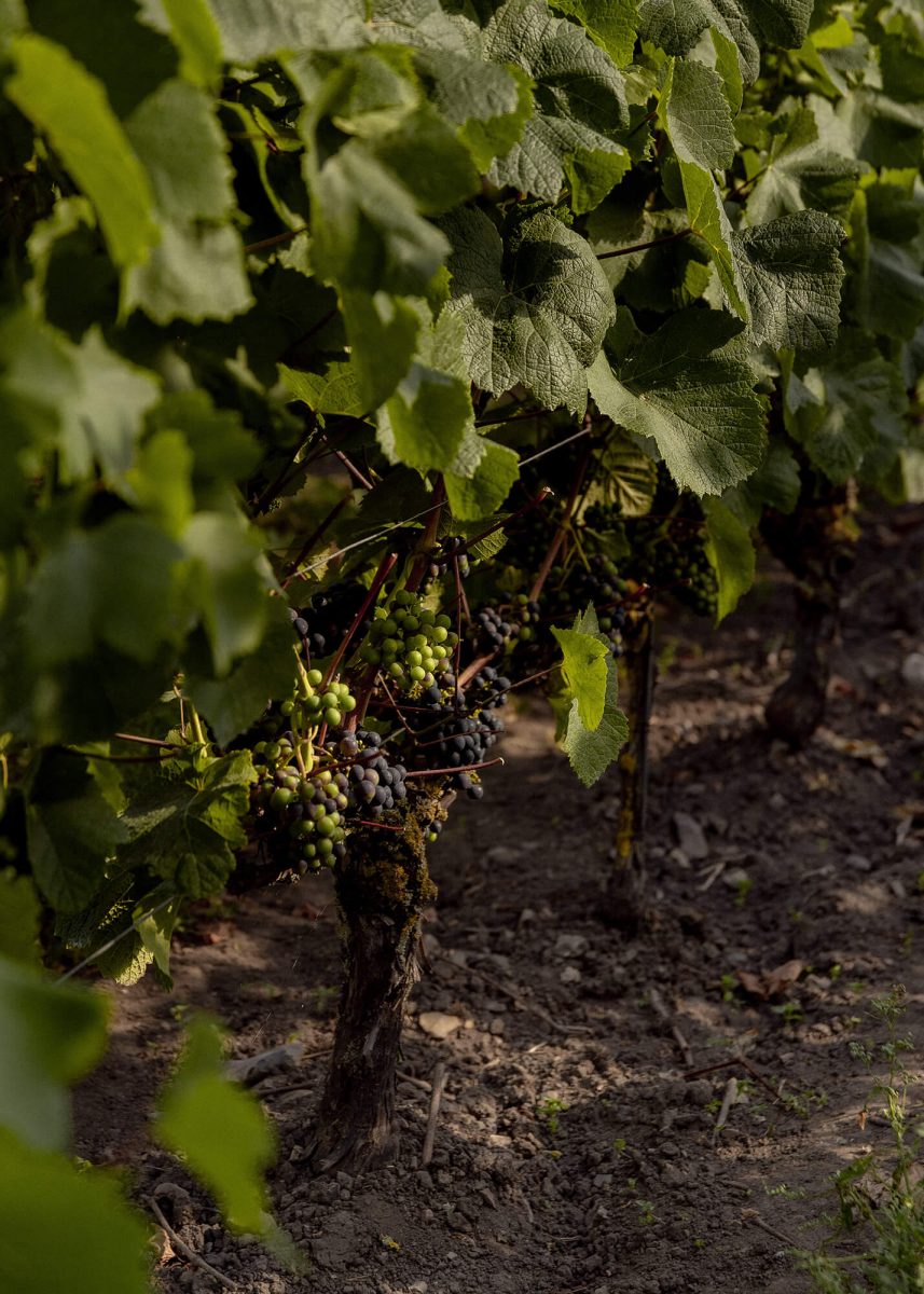 Grapes in the field